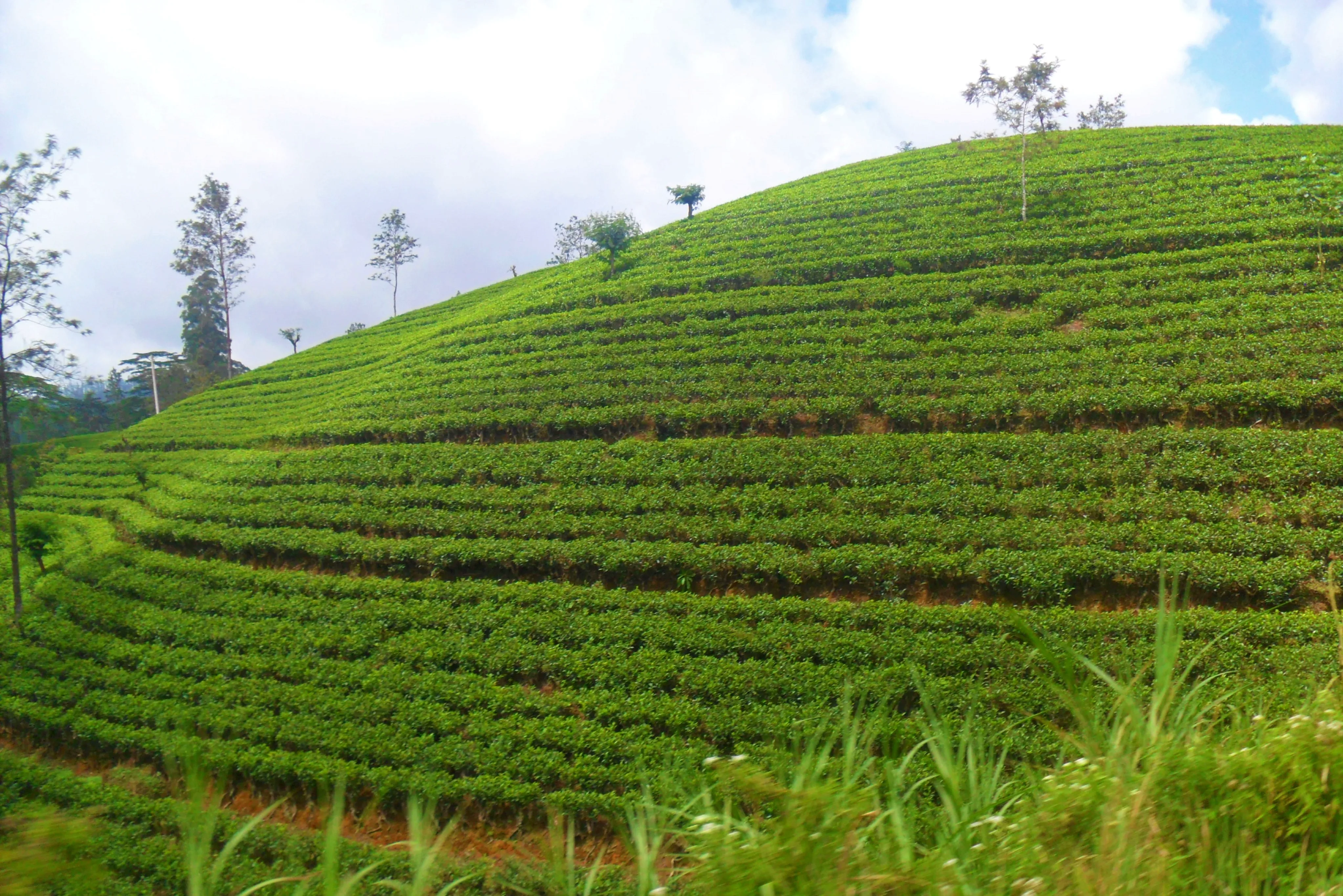 Verdant tea estate stretching across rolling hills near Nanuoya, Nuwara Eliya