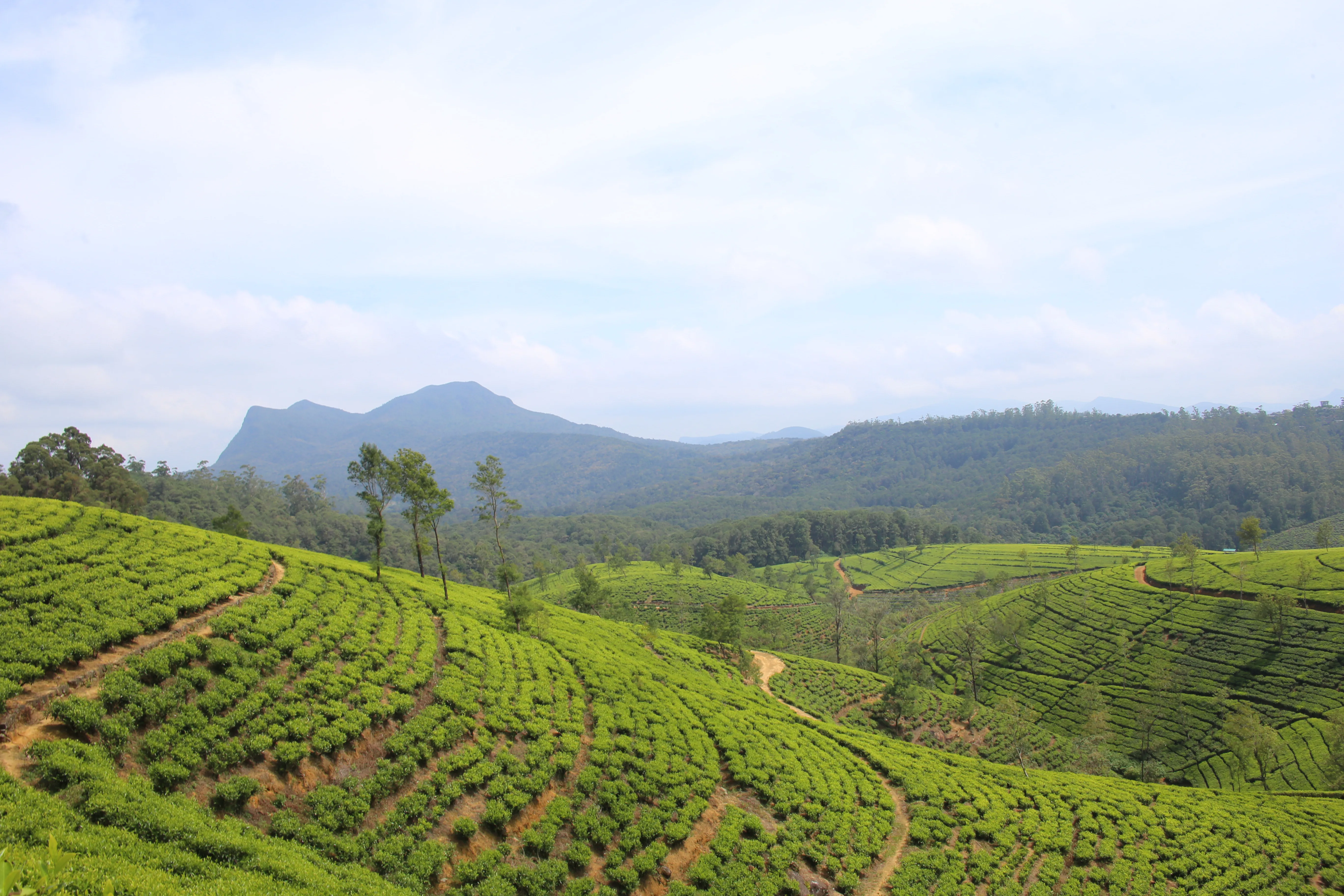 Rolling green tea plantations in the highlands near Nuwara Eliya, Sri Lanka