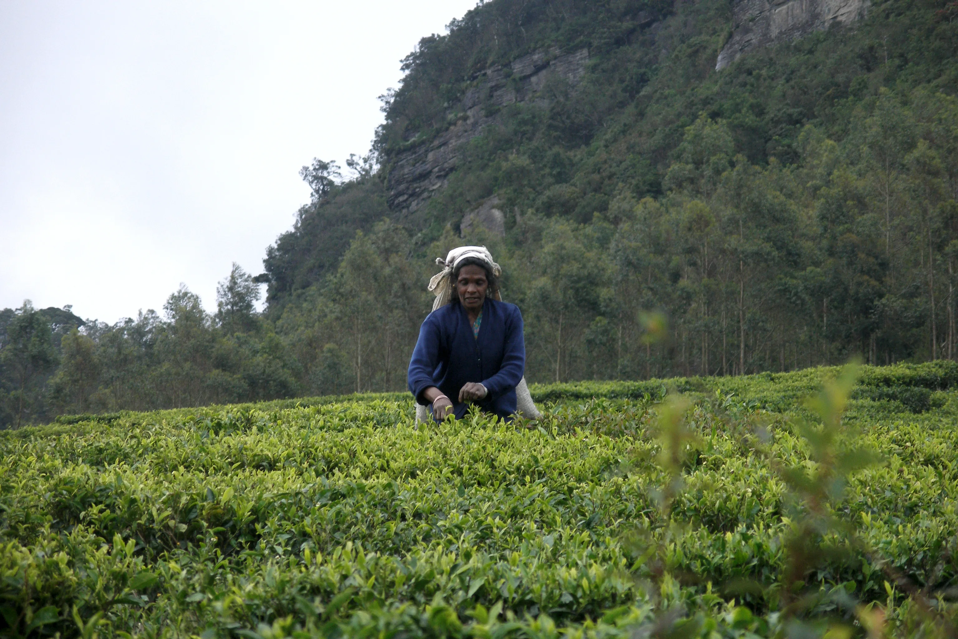 Tea picker harvesting fresh tea leaves on a plantation near Nuwara Eliya