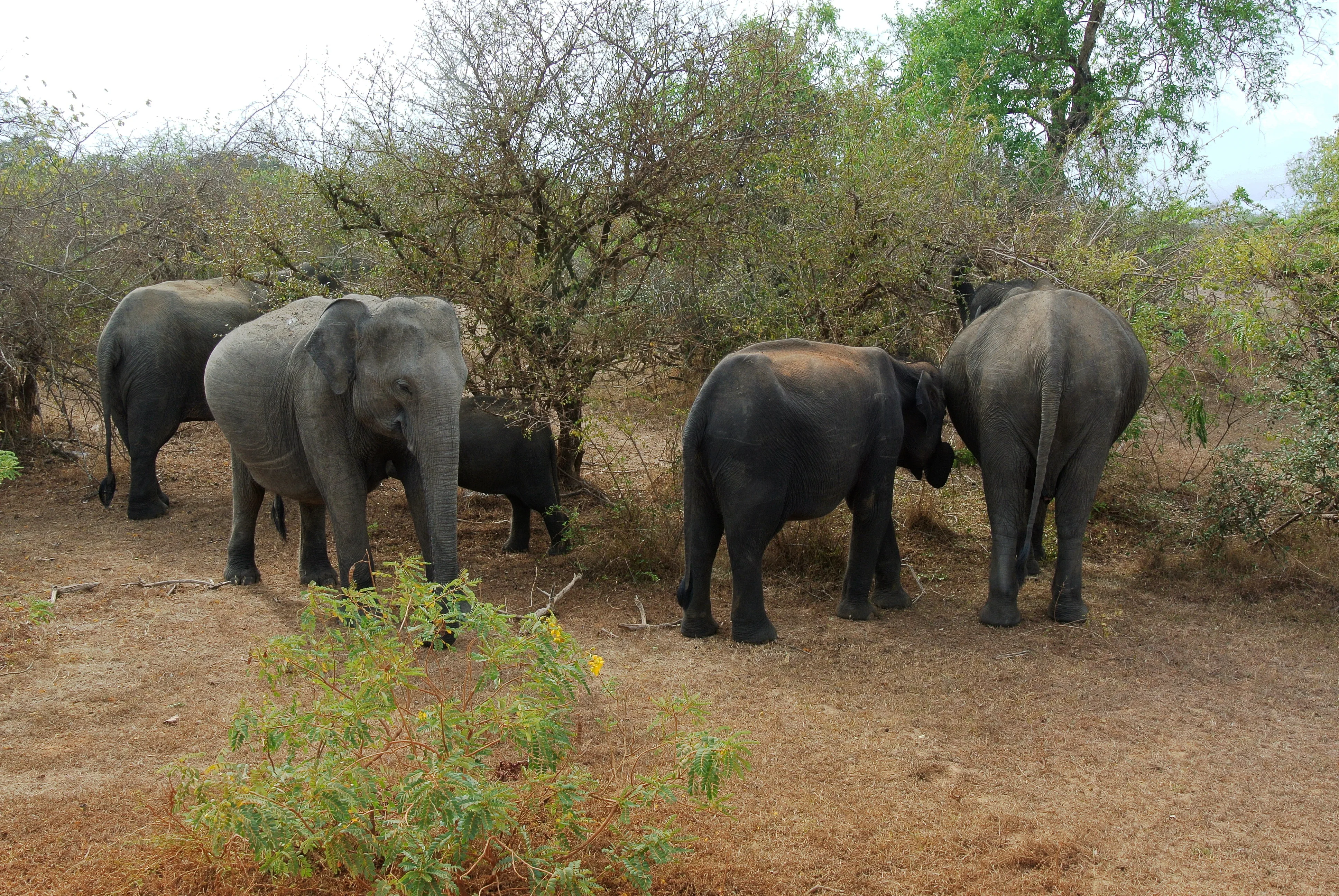 Herd of elephants walking through Yala National Park, Sri Lanka