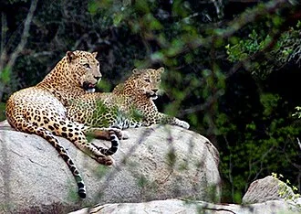 Sri Lankan leopard spotted during a Yala National Park safari