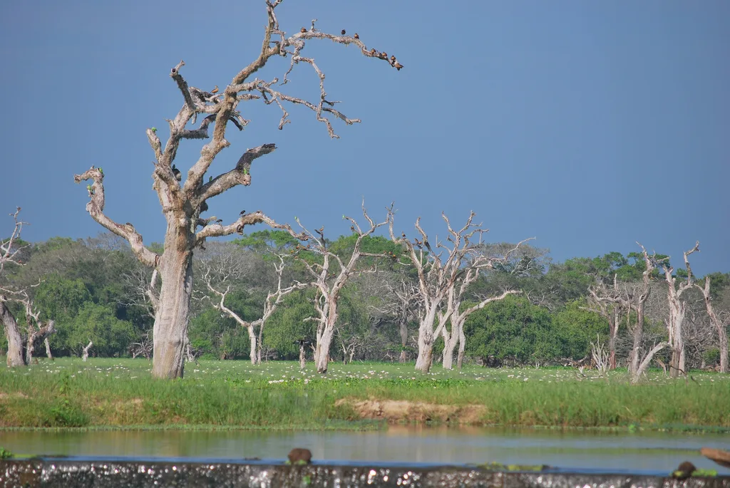 Wetland landscape in Yala National Park with still water and dry vegetation