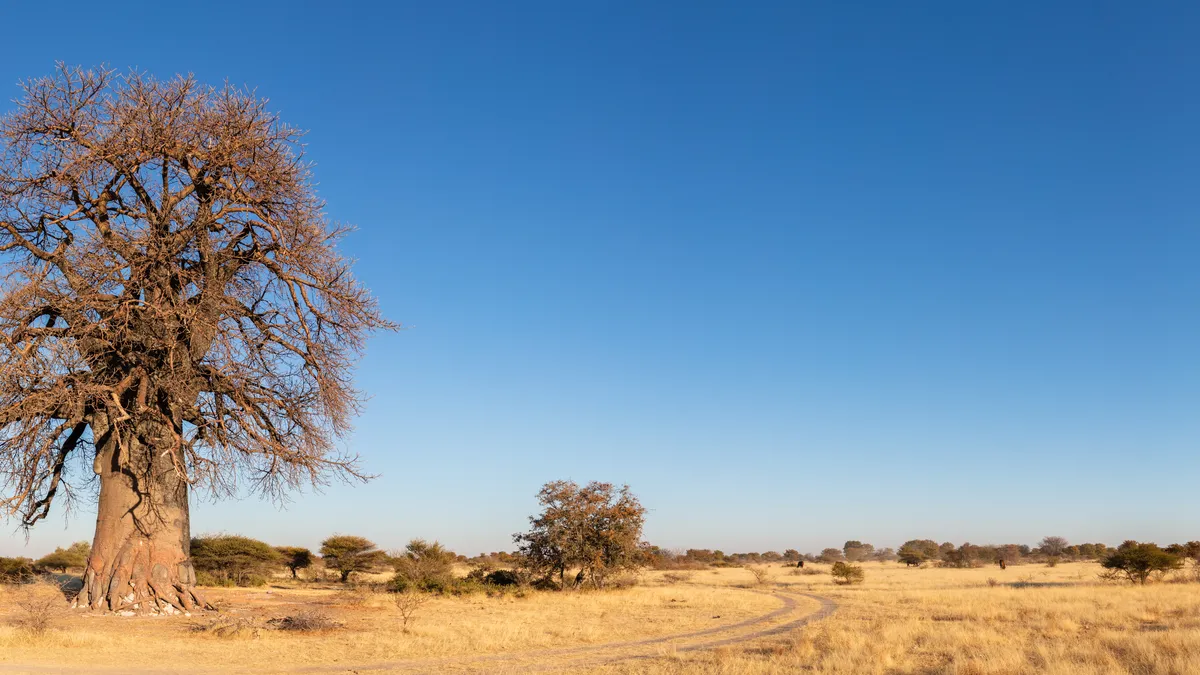 Baobab Trees, Sri Lanka