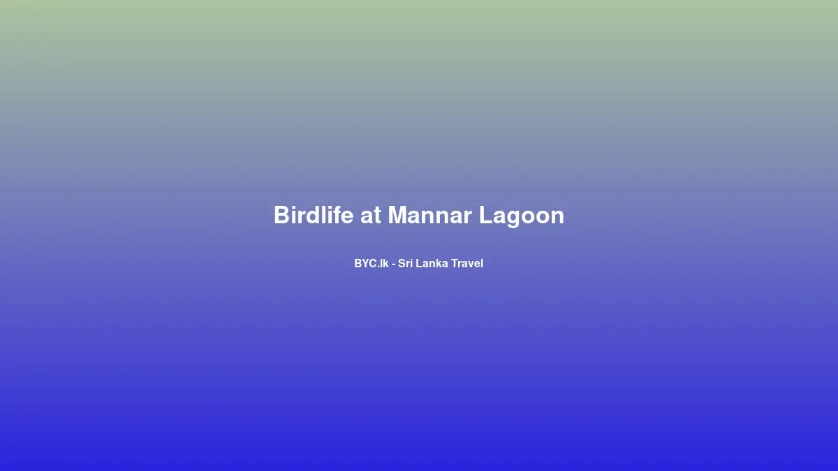 Birdlife at Mannar Lagoon, Sri Lanka