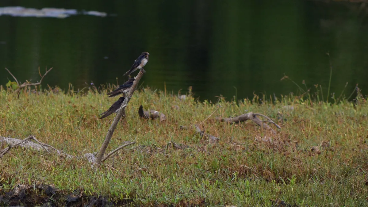 Chundikkulam National Park, Sri Lanka