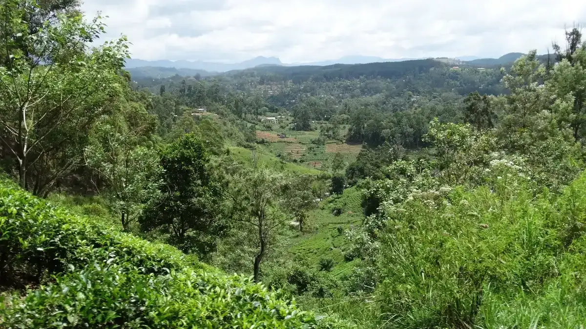 Iconic Sri Lankan train passing through tea plantations near Ella