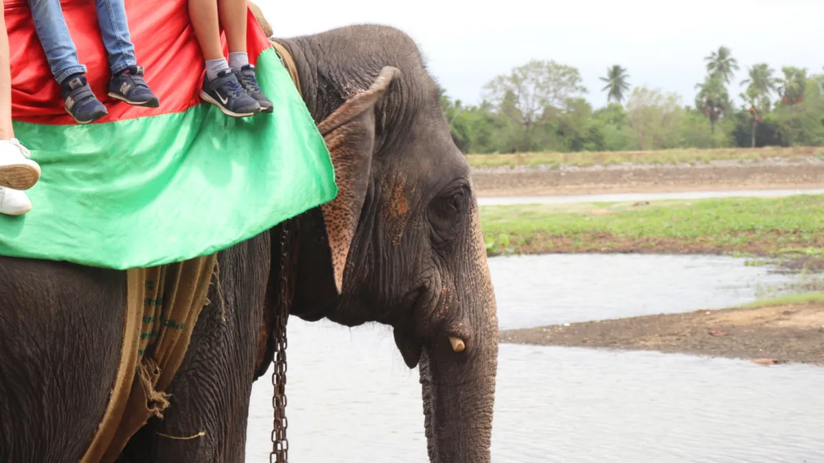Habarana Elephant Safari, Sri Lanka
