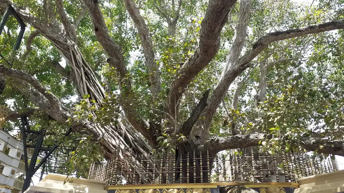Kalutara Bodhiya, Sri Lanka