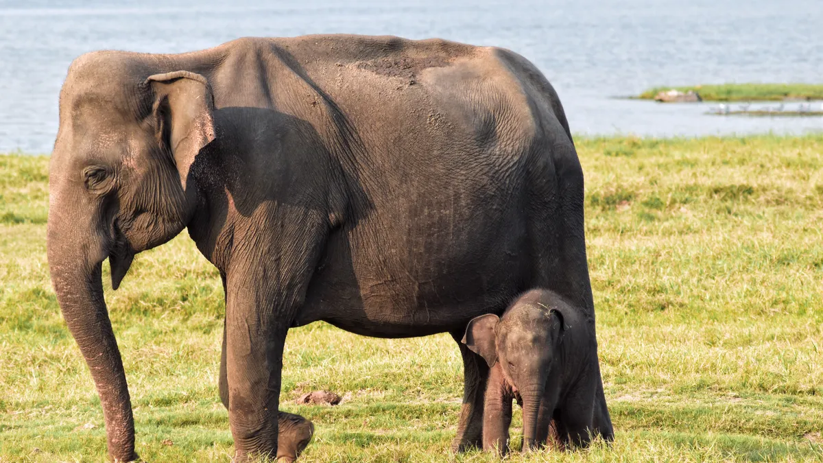 Minneriya National Park, Sri Lanka