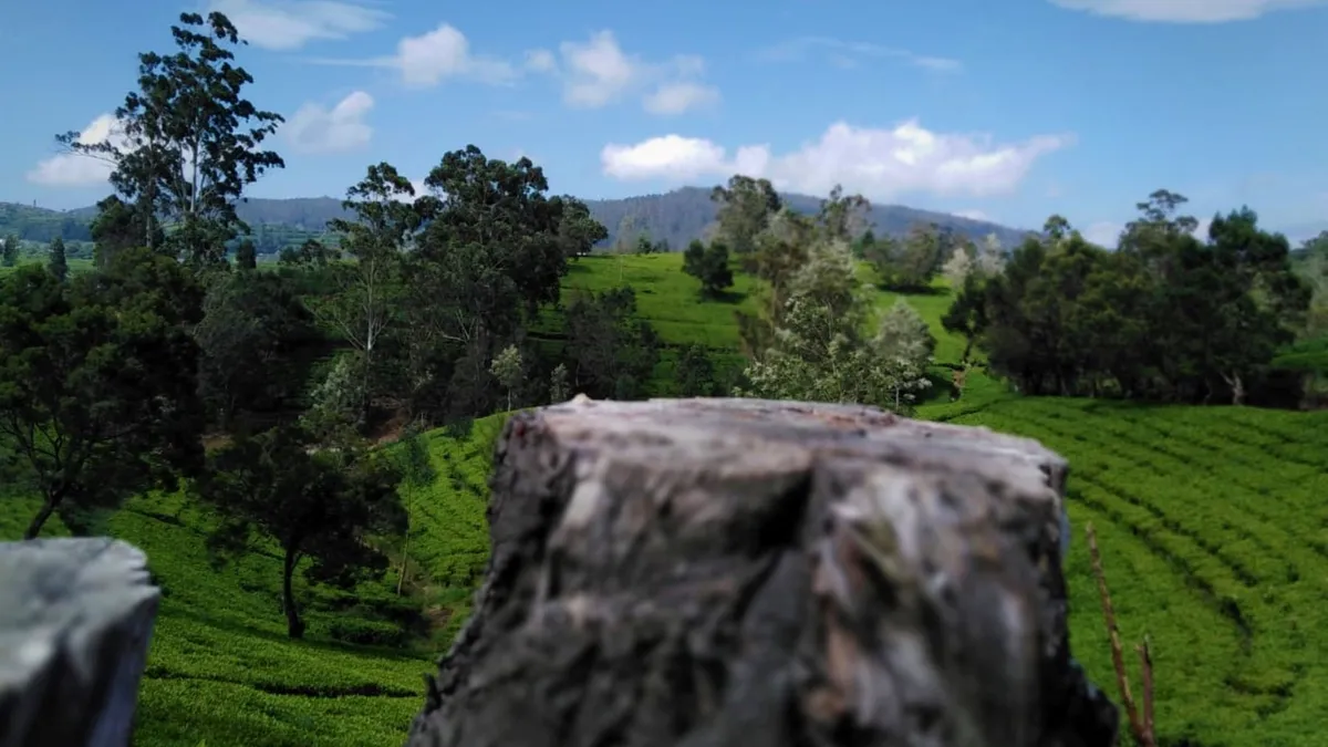 Green tea plantation hills in Sri Lanka with workers picking tea leaves