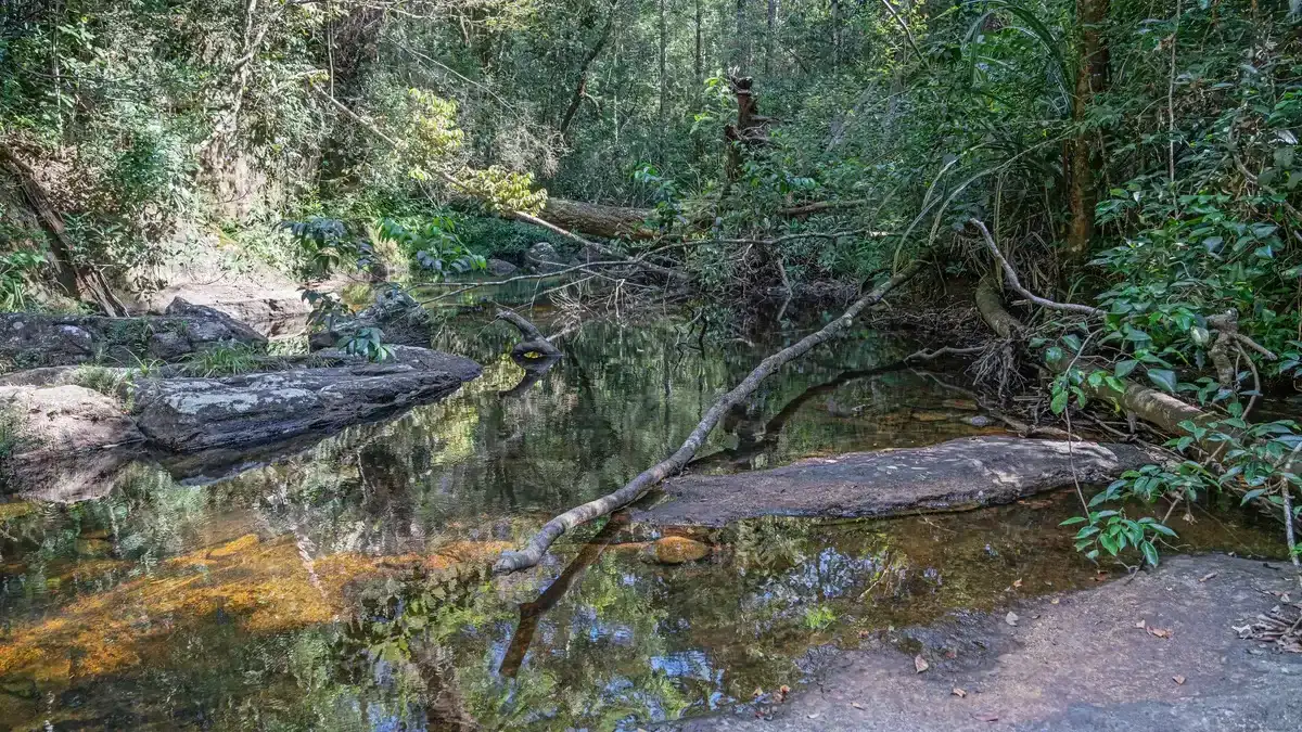 Sinharaja Forest Reserve, Sri Lanka