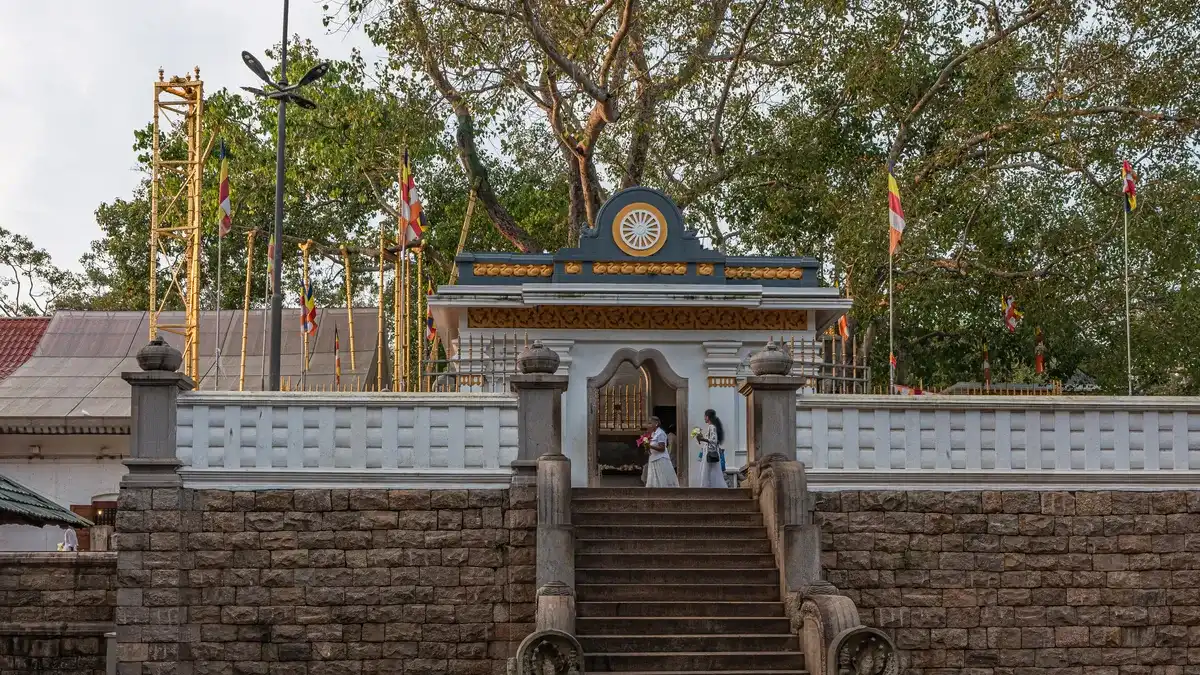 Sri Maha Bodhi, Sri Lanka