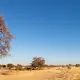 Baobab Trees, Mannar — Sri Lanka