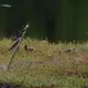 Chundikkulam National Park, Mullaitivu — Sri Lanka