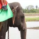 Habarana Elephant Safari, Habarana — Sri Lanka
