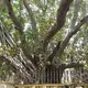 Kalutara Bodhiya, Wadduwa — Sri Lanka