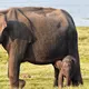 Minneriya National Park, Habarana — Sri Lanka