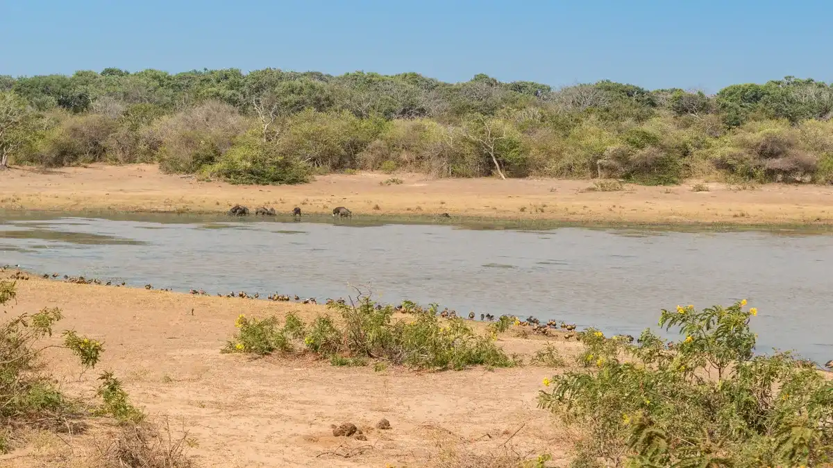 Yala National Park Safari, Sri Lanka