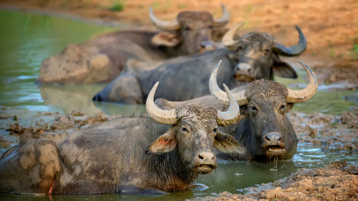 Yala National Park (Block 1), Sri Lanka