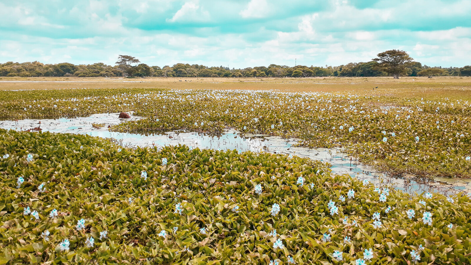 The Anawilundawa wetland sanctuary near Chilaw, Sri Lanka, a Ramsar site of tanks and reedbeds at the heart of the north-west coast