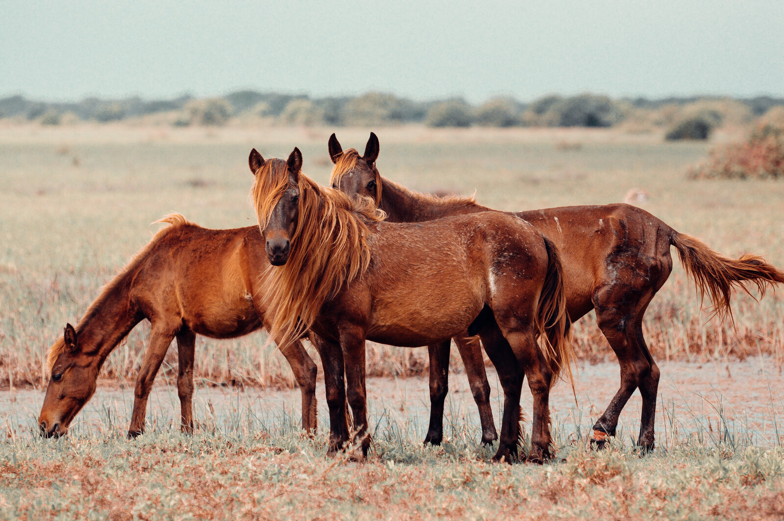 Wild ponies on Delft Island, Jaffna, Sri Lanka