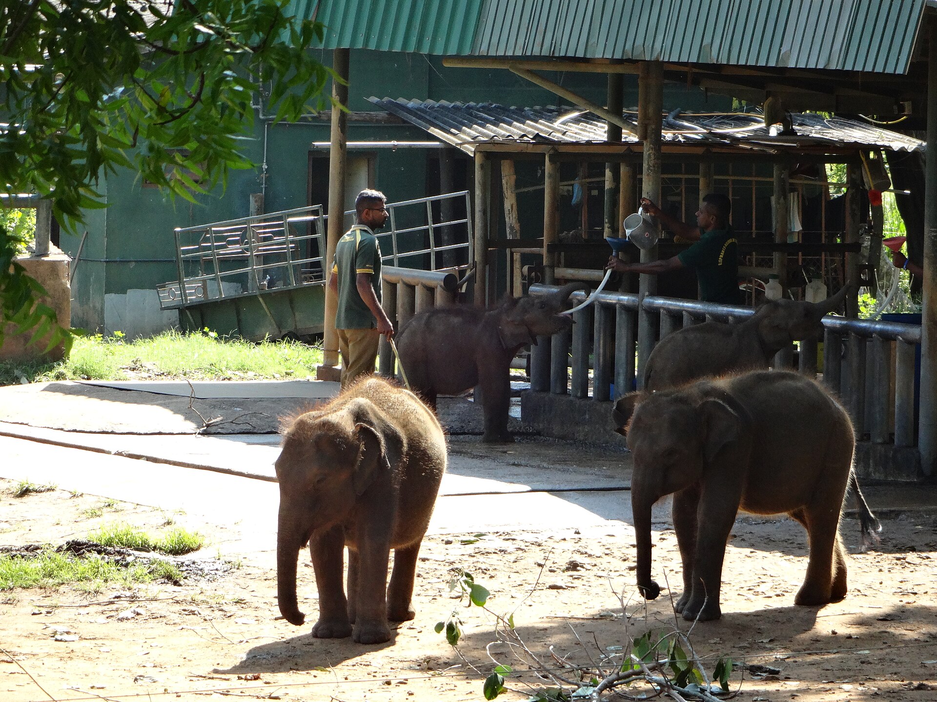 Orphaned elephant calves at the Udawalawe Elephant Transit Home rehabilitation centre in Sri Lanka