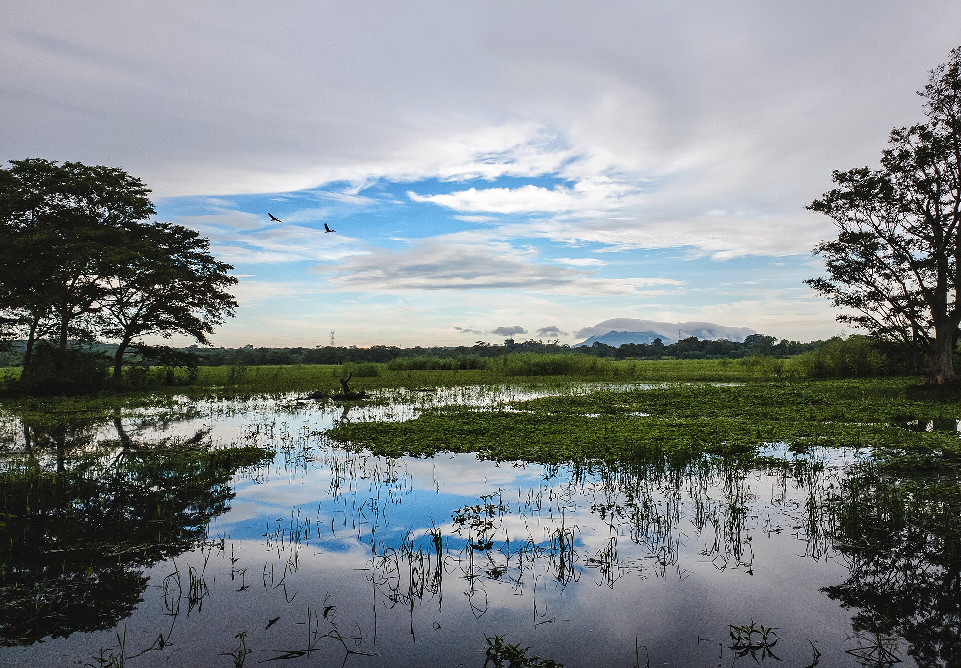 Habarana Lake in Sri Lanka's Cultural Triangle, ringed by dry-zone trees — the quiet centrepiece of a Habarana base stay