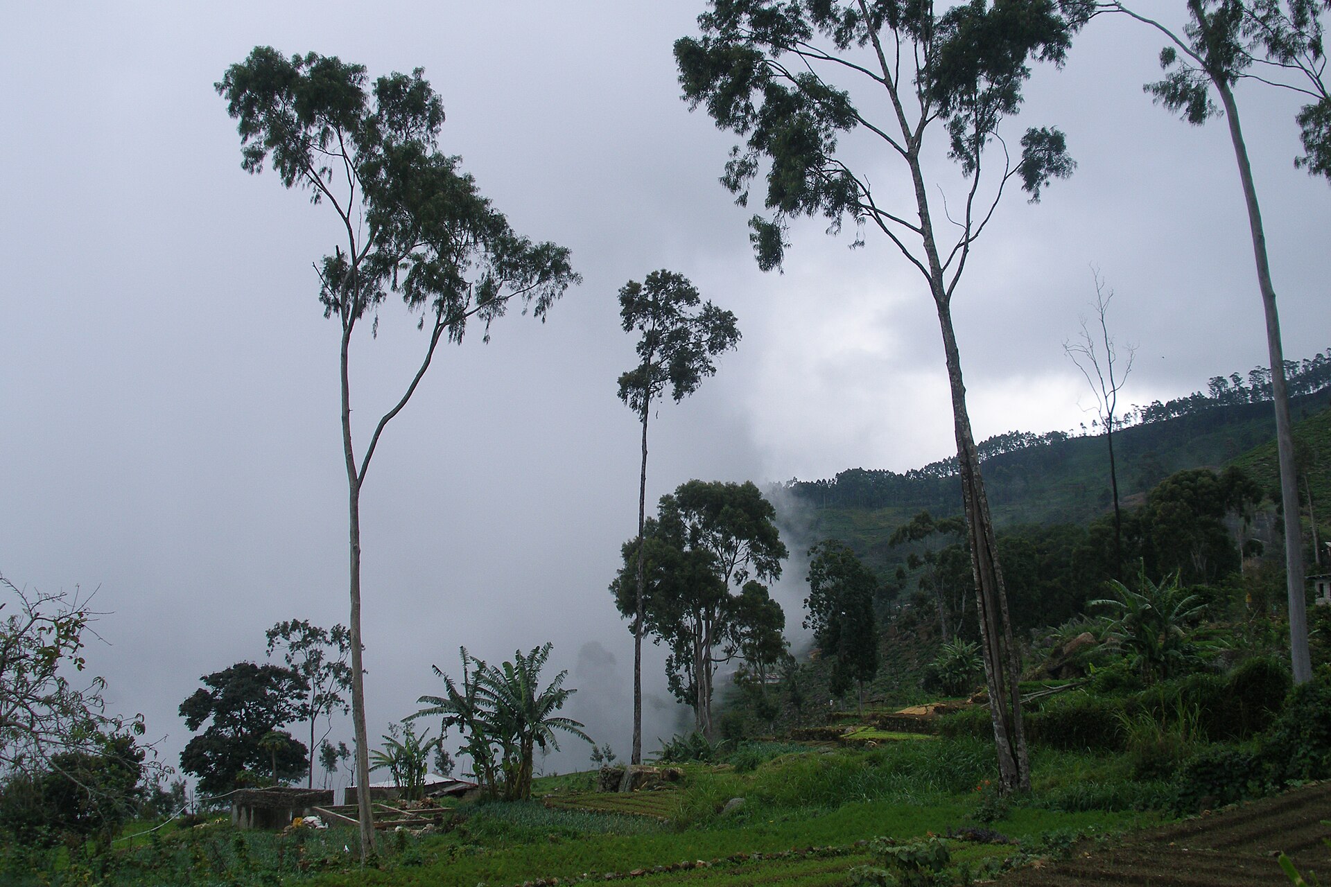Tea plantations wrapped in morning mist near Haputale in Sri Lanka's hill country