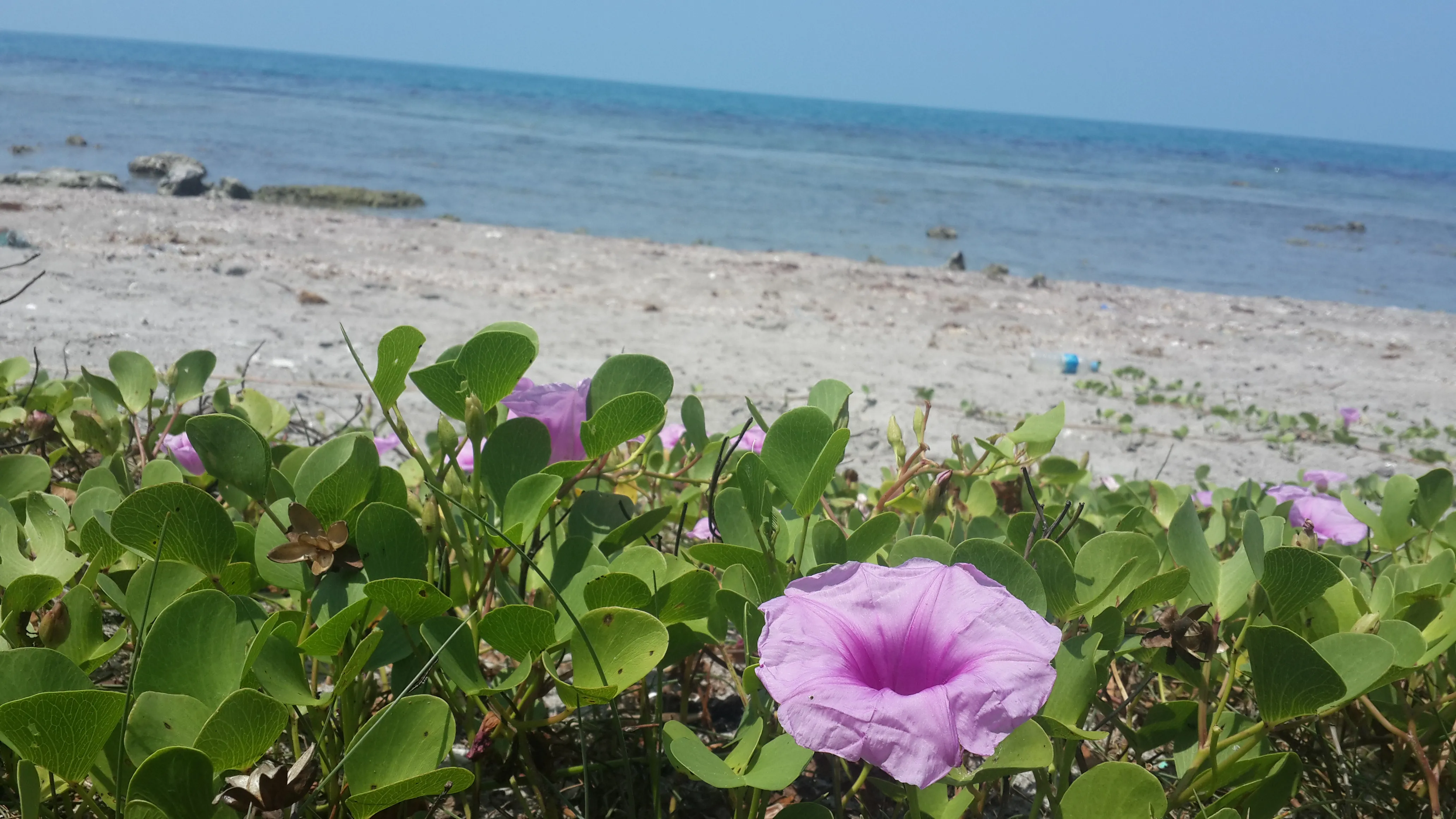 KKS Beach in Jaffna, with calm turquoise water and palm trees