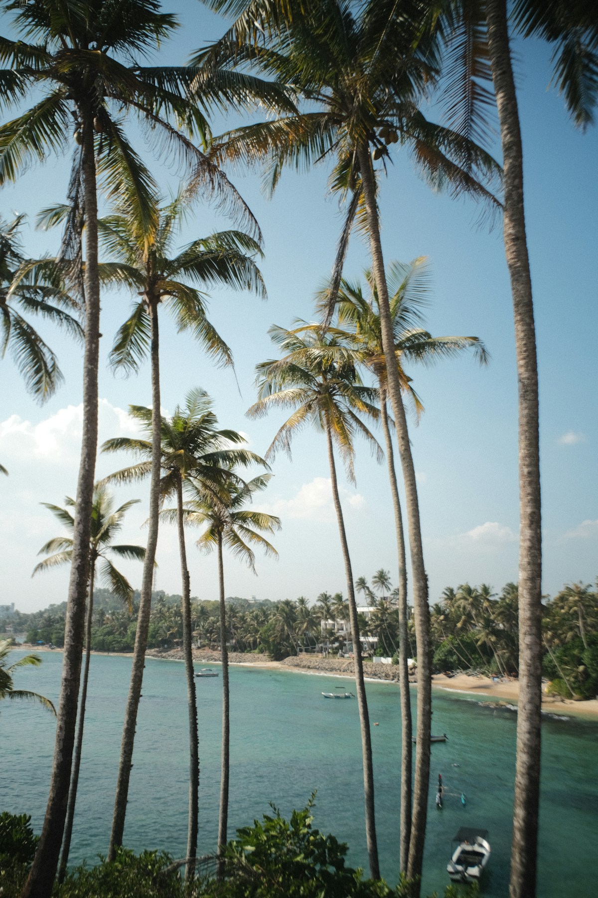 Palm trees lining the shore at Mirissa beach