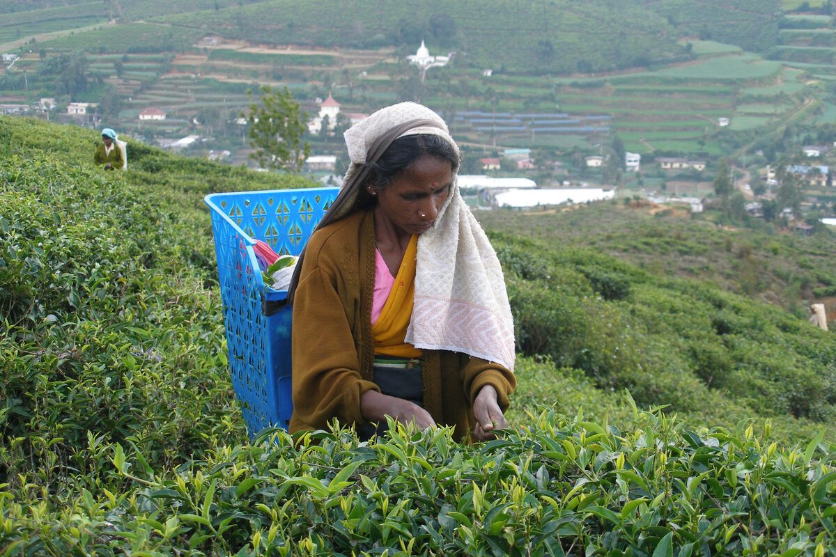 A tea plantation near Nuwara Eliya, with a worker picking tea leaves on the rolling green hills of Sri Lanka’s hill country