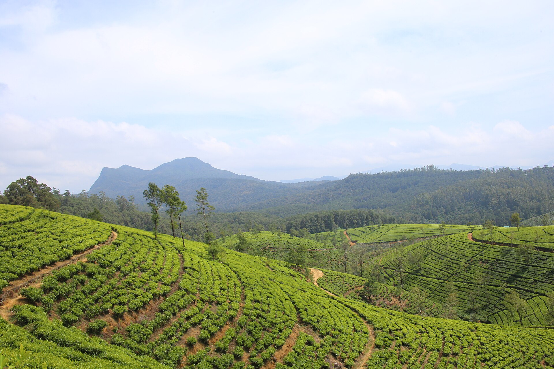 Green tea estate hills near Nuwara Eliya and the Temple of the Tooth area of Kandy in hill country Sri Lanka