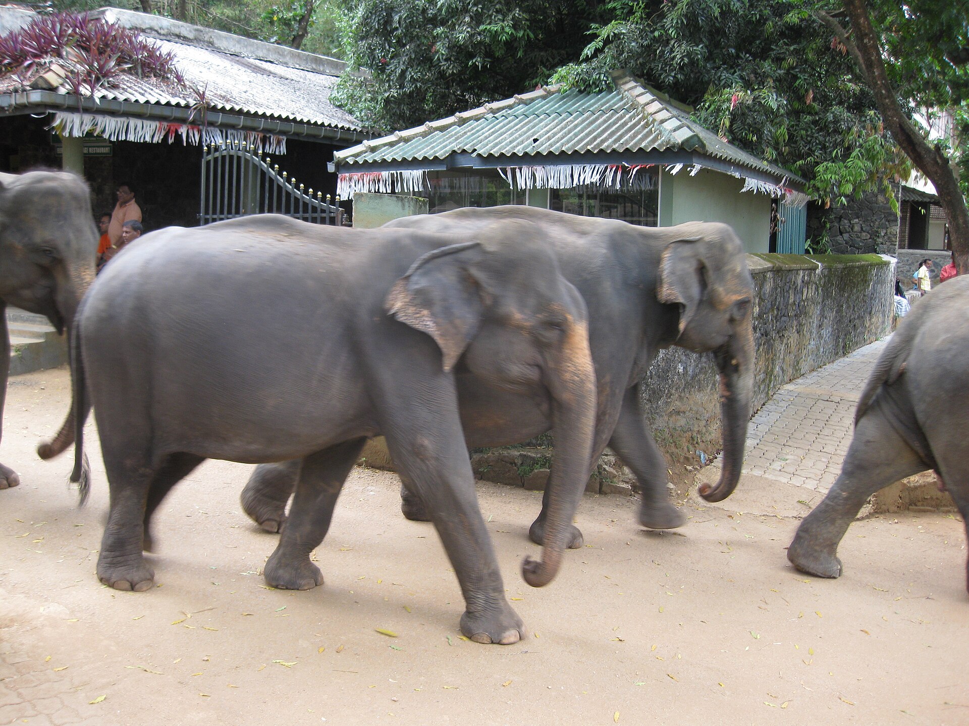The Pinnawala herd crossing the road toward the river for their morning bath in Sri Lanka