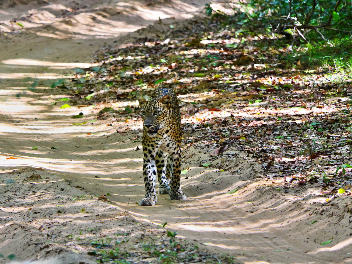 A Sri Lankan leopard on a trail in Wilpattu National Park - the quietest of Sri Lanka's three big safari parks