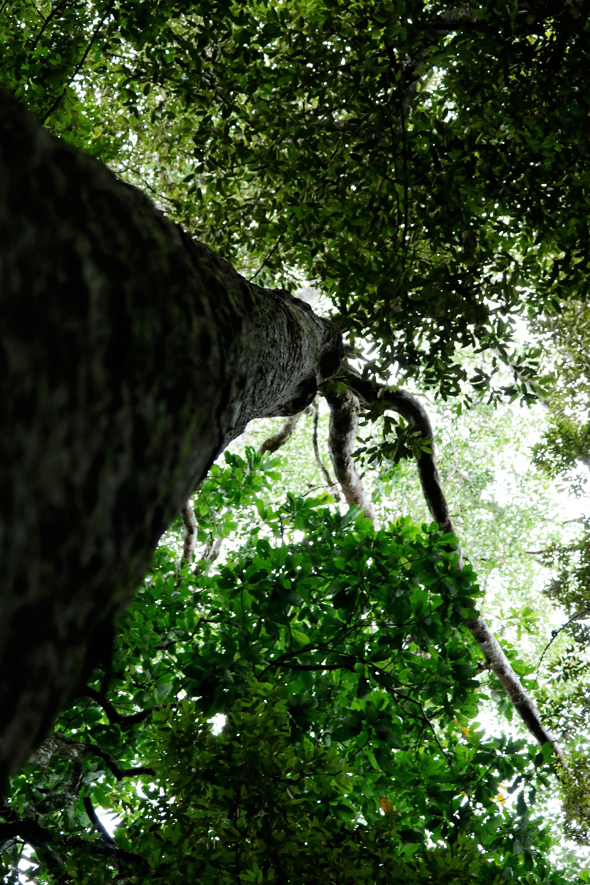 Layered canopy of the Sinharaja rainforest in Sri Lanka, a UNESCO World Heritage lowland rainforest