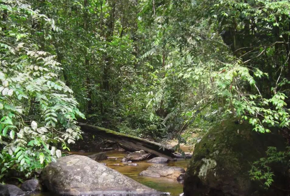 Dense jungle undergrowth on a trail inside the Sinharaja rainforest reserve in Sri Lanka