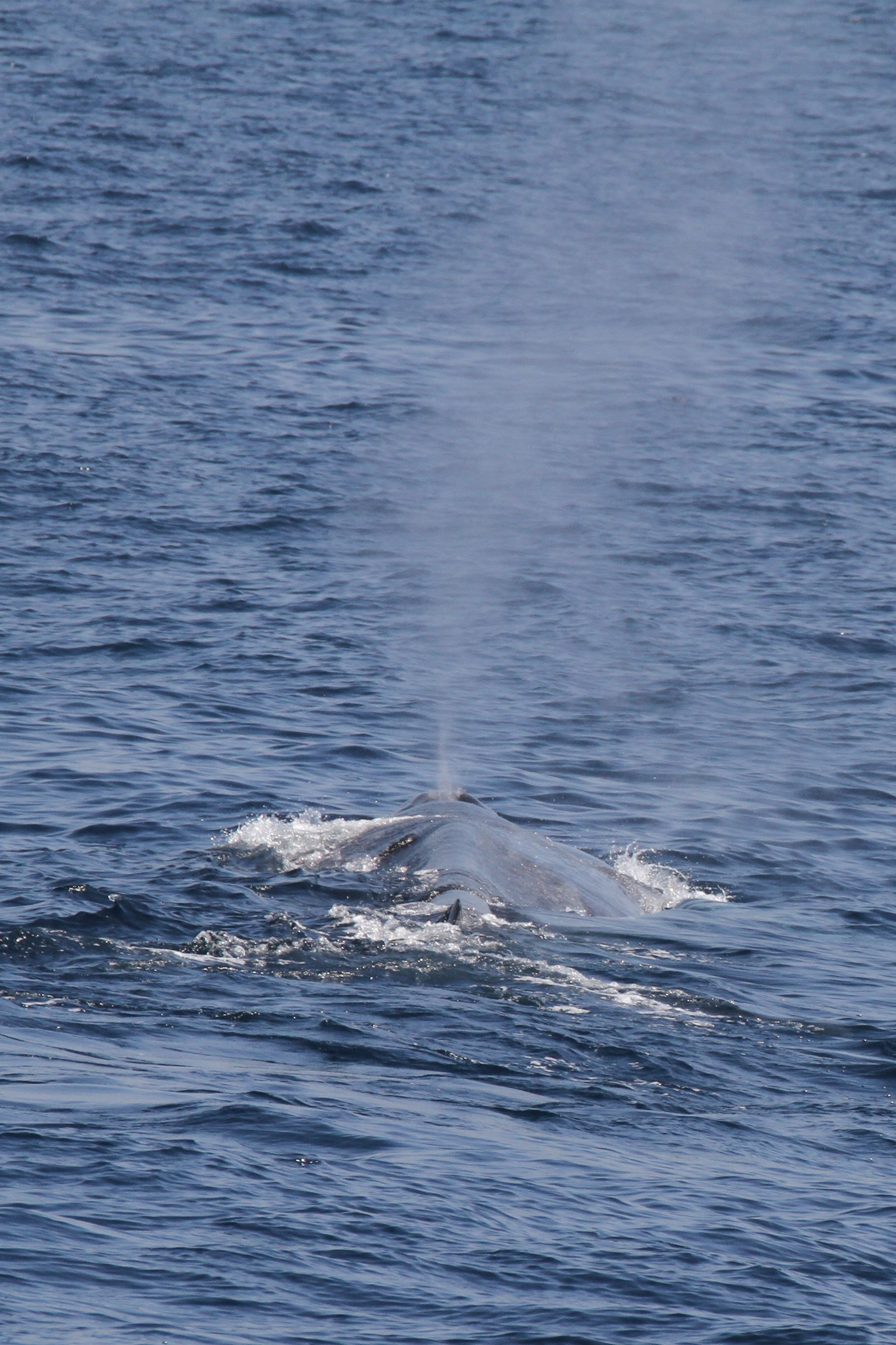 Blue whale tail fluke breaking the surface off the southern coast of Sri Lanka