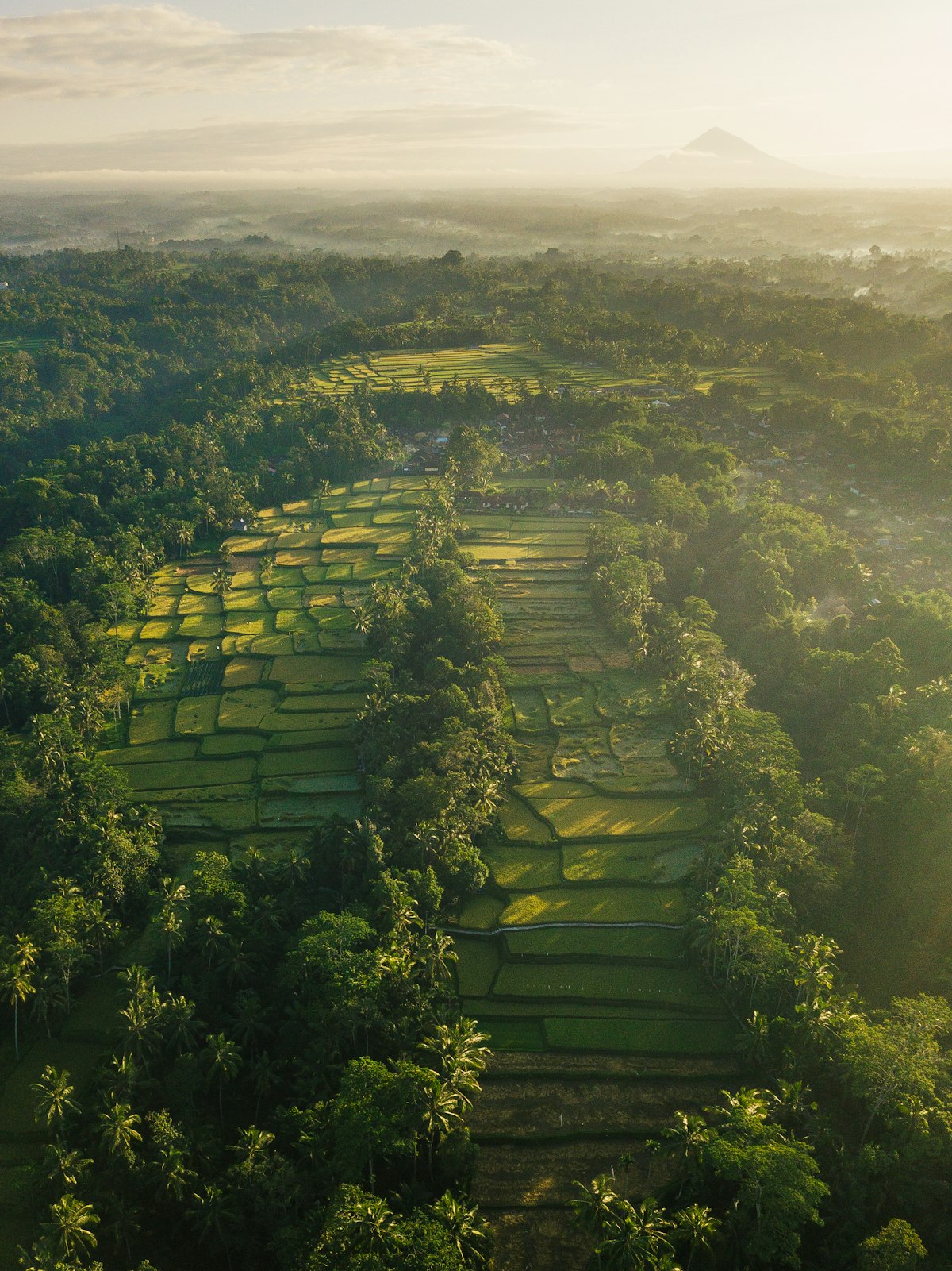 Lush green paddy fields and palm trees beside a winding river in rural Sri Lanka