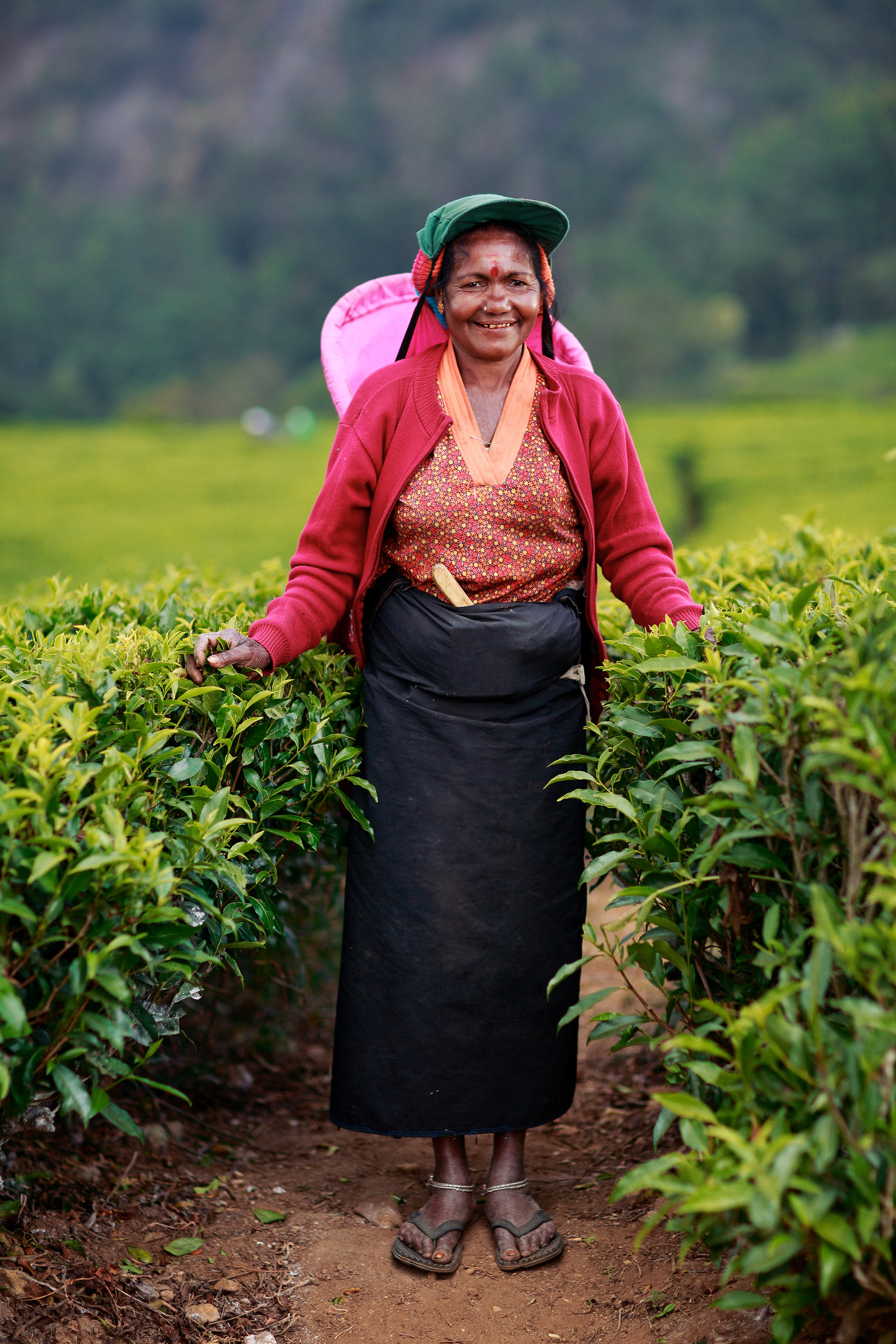 Rolling green tea plantation hills in Sri Lanka's central highlands