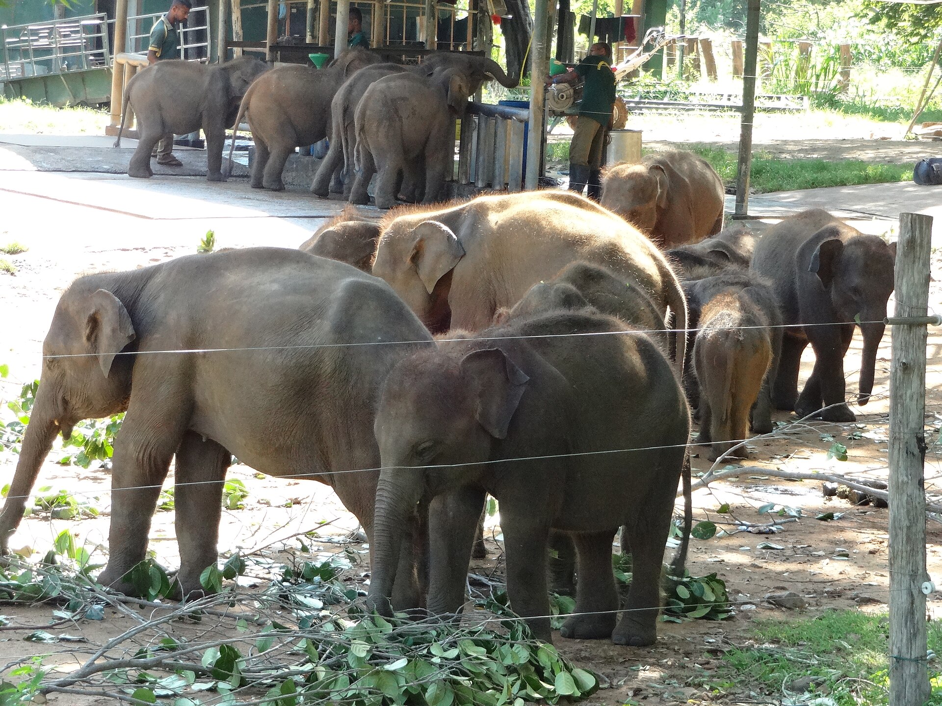 Baby elephants at the Udawalawe Elephant Transit Home, Sri Lanka