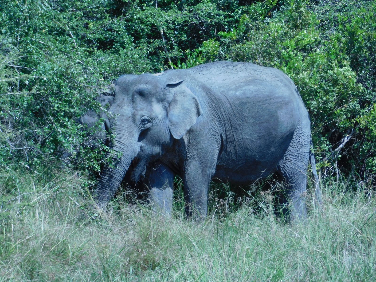 An Asian elephant walking through Wilpattu National Park in the dry season