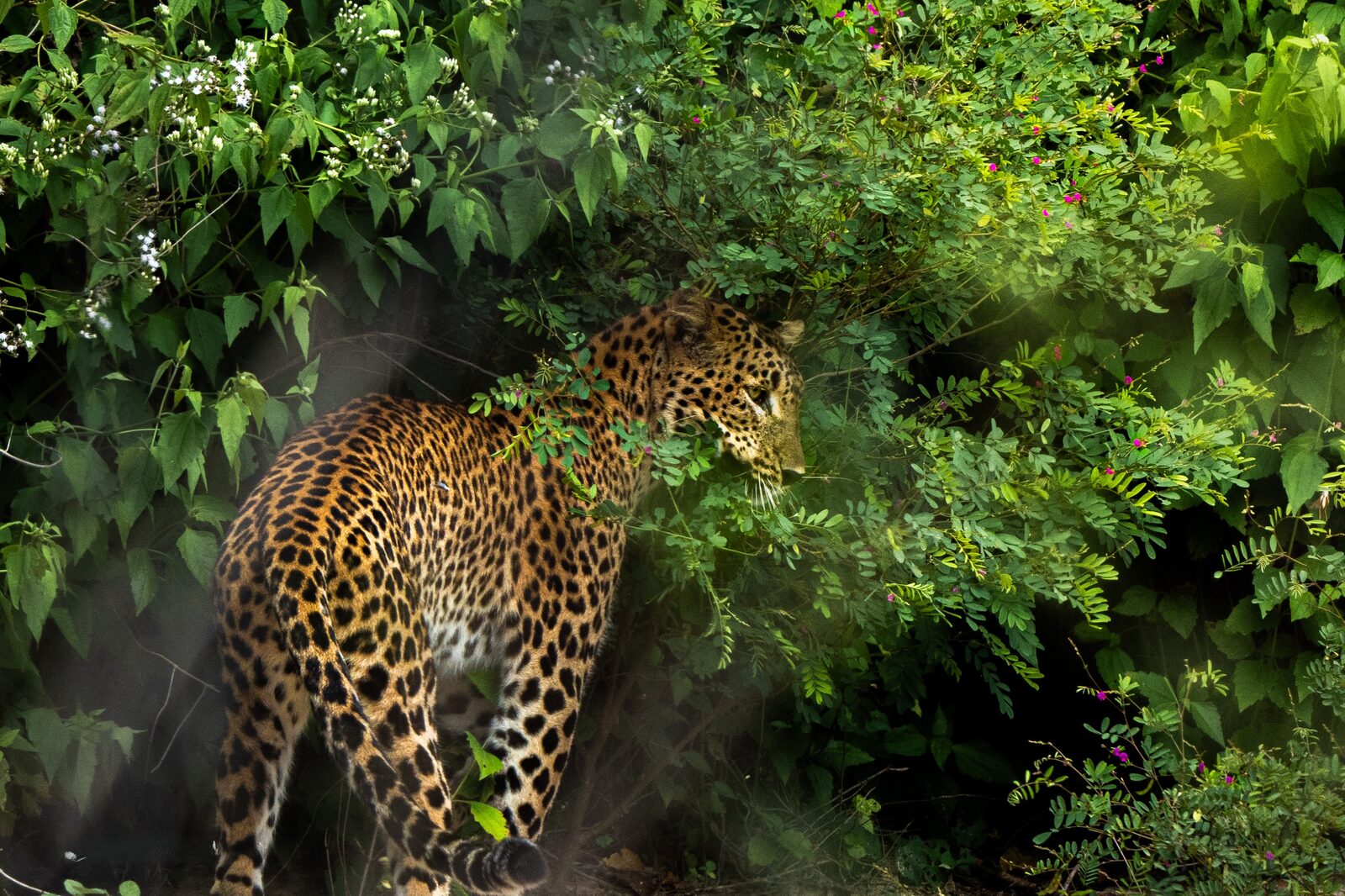 A Sri Lankan leopard walking a sandy trail in Wilpattu National Park - the leopards-and-solitude half of choosing a Sri Lanka safari park