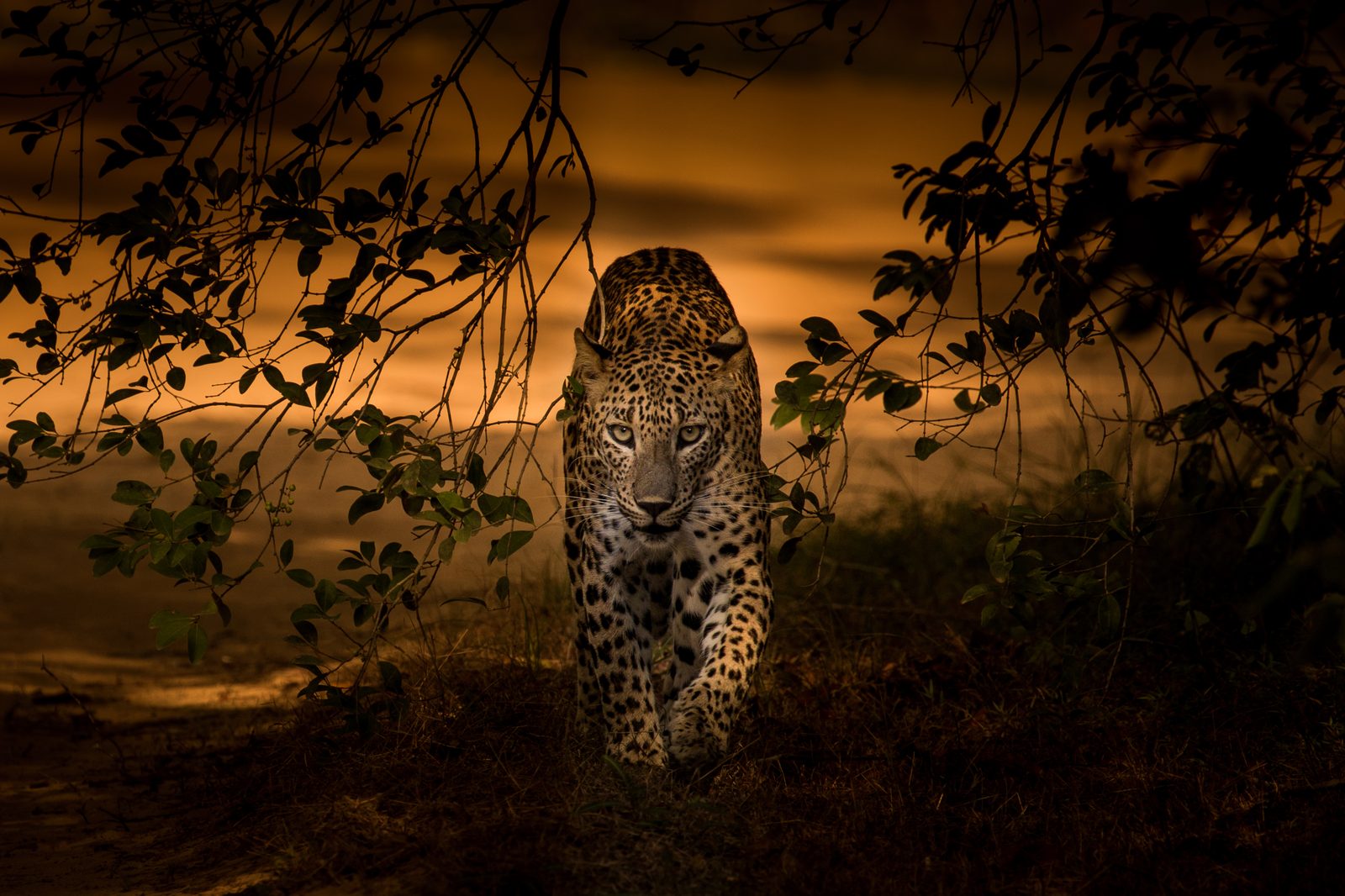 A Sri Lankan leopard resting in Wilpattu National Park - the park's most sought-after sighting