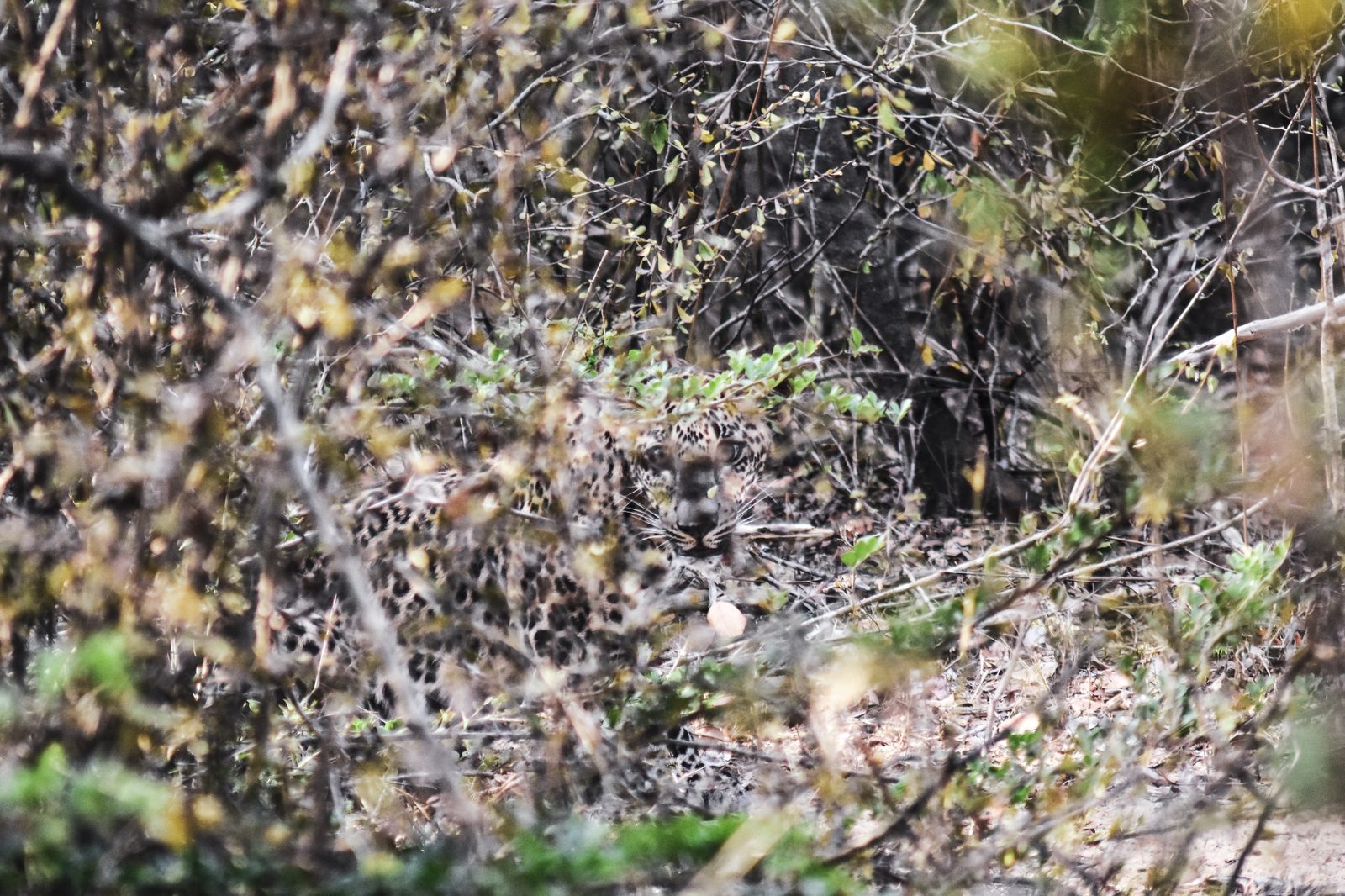 A Sri Lankan leopard in dry-zone scrub at Yala National Park — the wildlife that makes Block 1 famous stays visible across the open park blocks through autumn